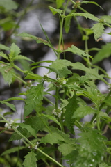 Lycopus europaeus