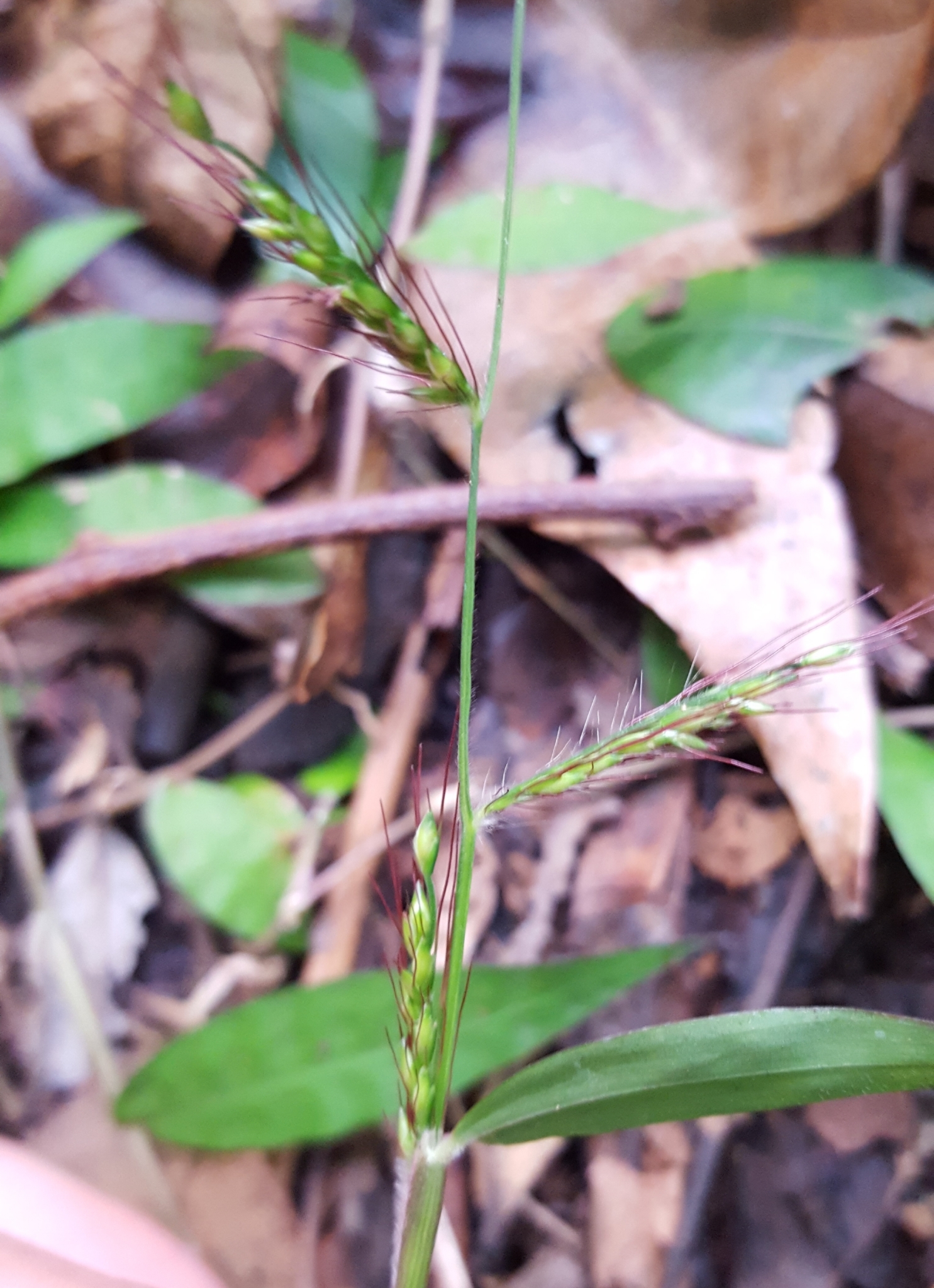 (c) François Rousseu, certains droits réservés (CC BY-NC) https://www.inaturalist.org/observations/89527527