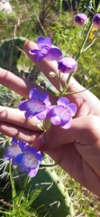 Penstemon leonensis