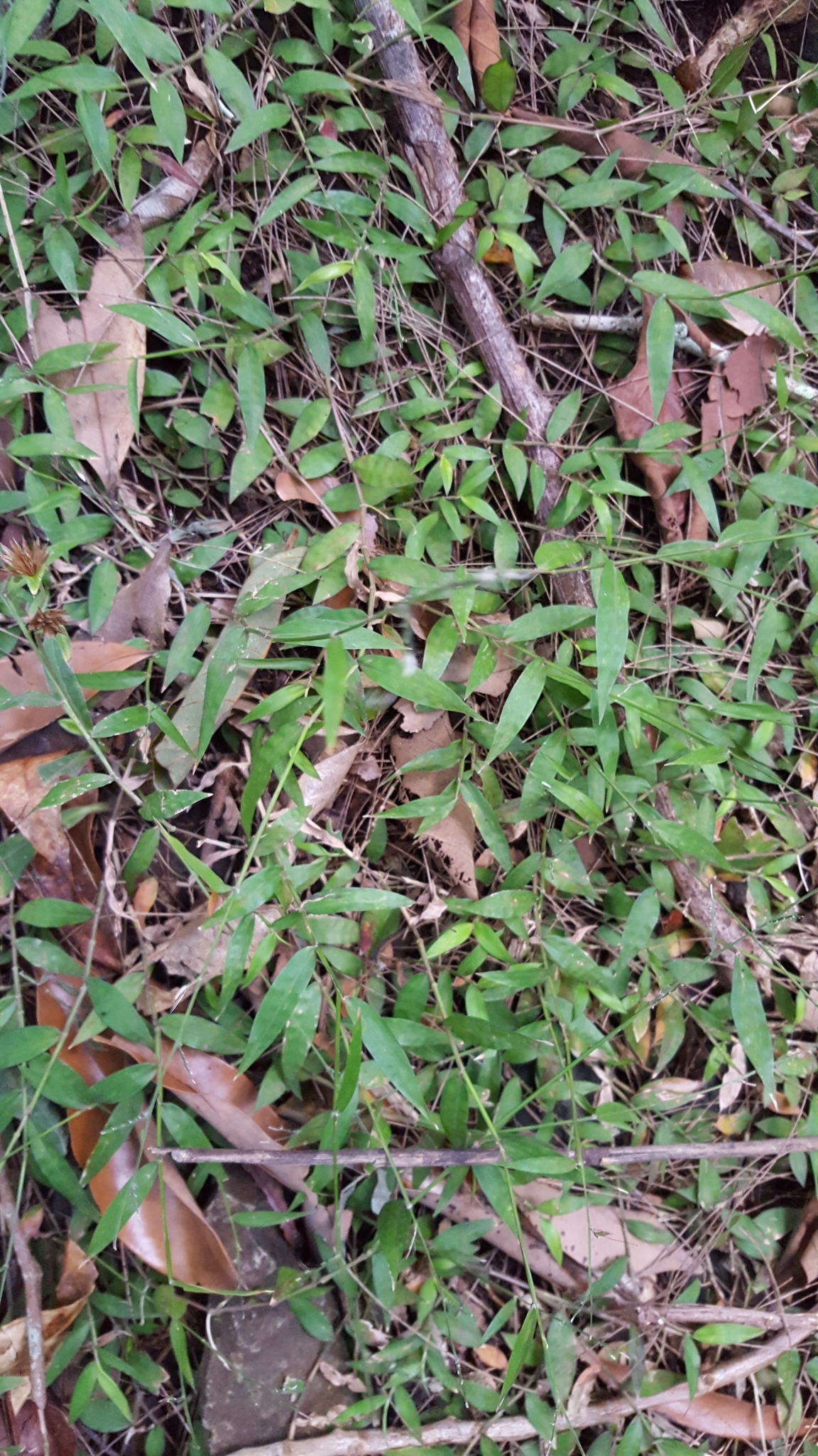 (c) François Rousseu, certains droits réservés (CC BY-NC) https://www.inaturalist.org/observations/89527527