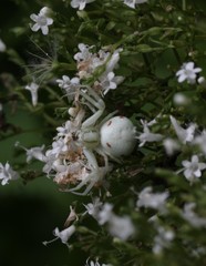 Misumena vatia