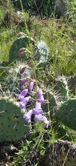 Penstemon leonensis