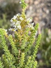 Selago myriophylla