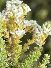 Selago myriophylla