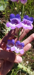 Penstemon leonensis