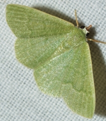 Phaiogramma faustinata