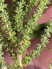 Selago myriophylla