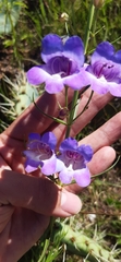 Penstemon leonensis