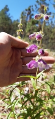 Penstemon leonensis