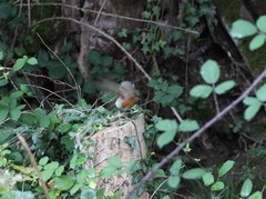 Erithacus rubecula