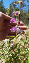Penstemon leonensis
