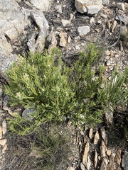 Selago myriophylla