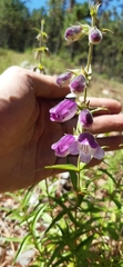 Penstemon leonensis