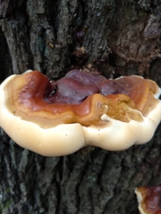 Ganoderma resinaceum