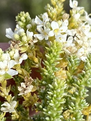 Selago myriophylla