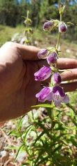 Penstemon leonensis