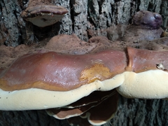 Ganoderma resinaceum