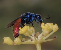 Chrysis inaequalis