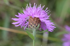 Centaurea decipiens