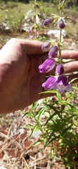 Penstemon leonensis