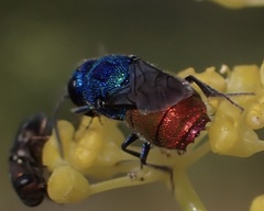 Chrysis inaequalis