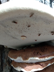Ganoderma resinaceum