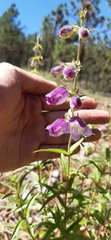 Penstemon leonensis