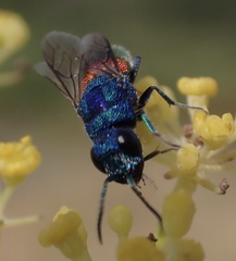 Chrysis inaequalis
