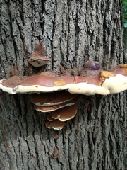 Ganoderma resinaceum