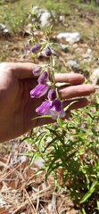 Penstemon leonensis