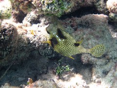 Lactophrys bicaudalis