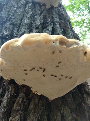 Ganoderma resinaceum