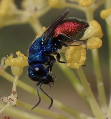Chrysis inaequalis
