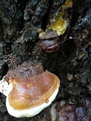 Ganoderma resinaceum