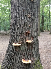 Ganoderma resinaceum