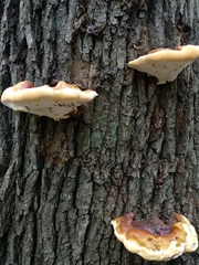 Ganoderma resinaceum