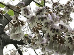 Paulownia