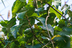 Zosterops anderssoni