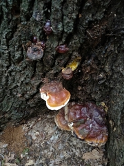 Ganoderma resinaceum
