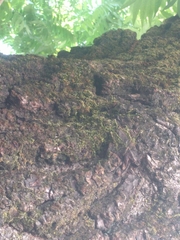 Phytophthora ramorum