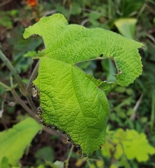 Rubus alceifolius