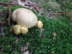 Scleroderma citrinum