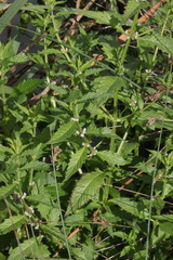 Lycopus europaeus