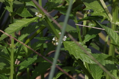 Lycopus europaeus