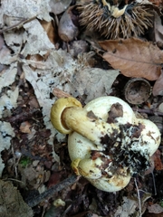 Scleroderma citrinum