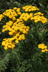 Tanacetum vulgare