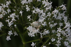 Misumena vatia