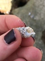 Cerithium litteratum