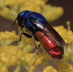 Chrysis inaequalis