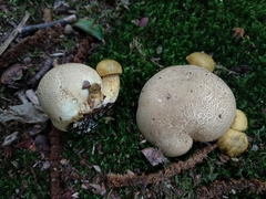 Pseudoboletus parasiticus